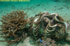 giant clam and coral